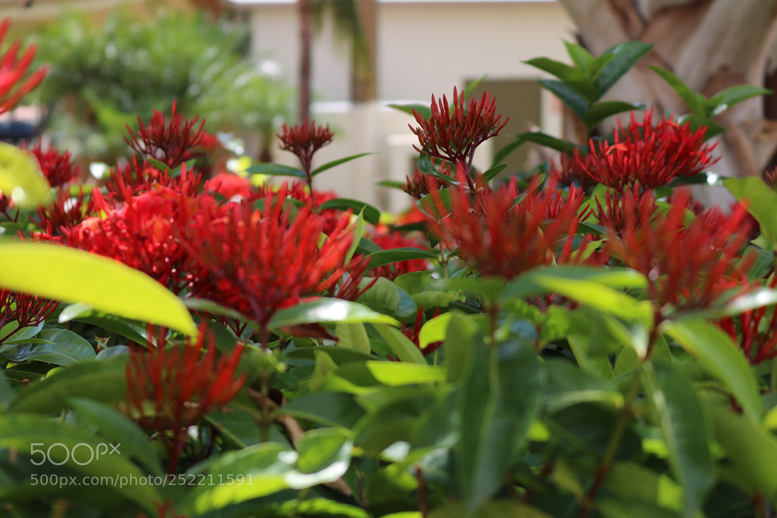 Canon EOS 750D (EOS Rebel T6i / EOS Kiss X8i) sample photo. Cor mágica photography