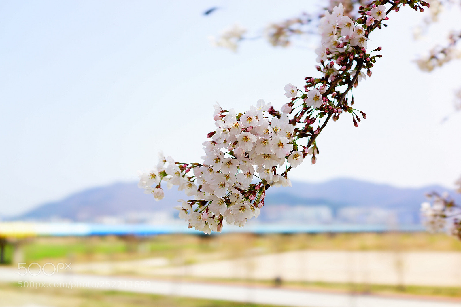 Sony Cyber-shot DSC-RX1 sample photo. Cherry blossom in busan photography