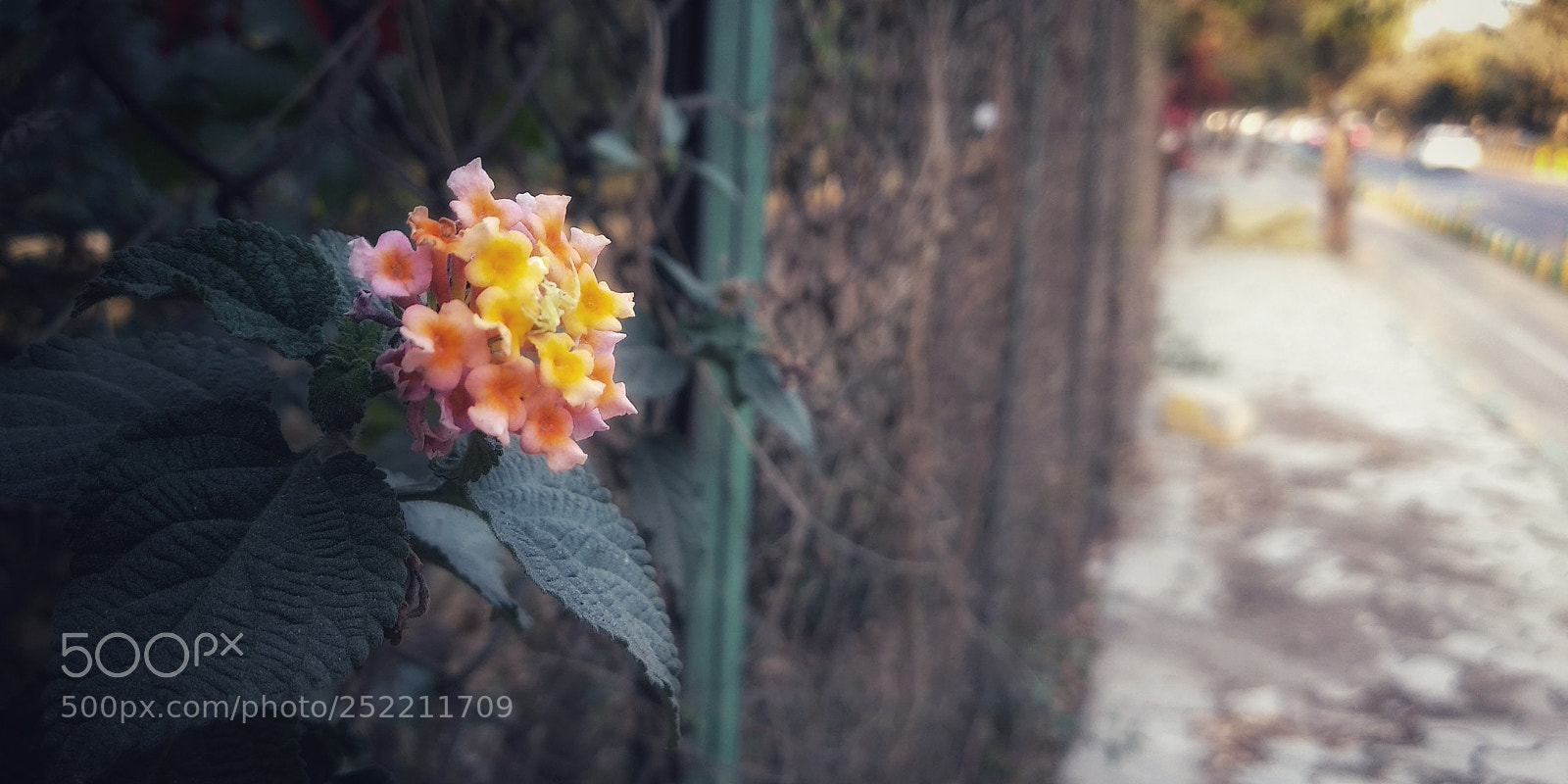 Xiaomi Mi A1 sample photo. Untitled photography