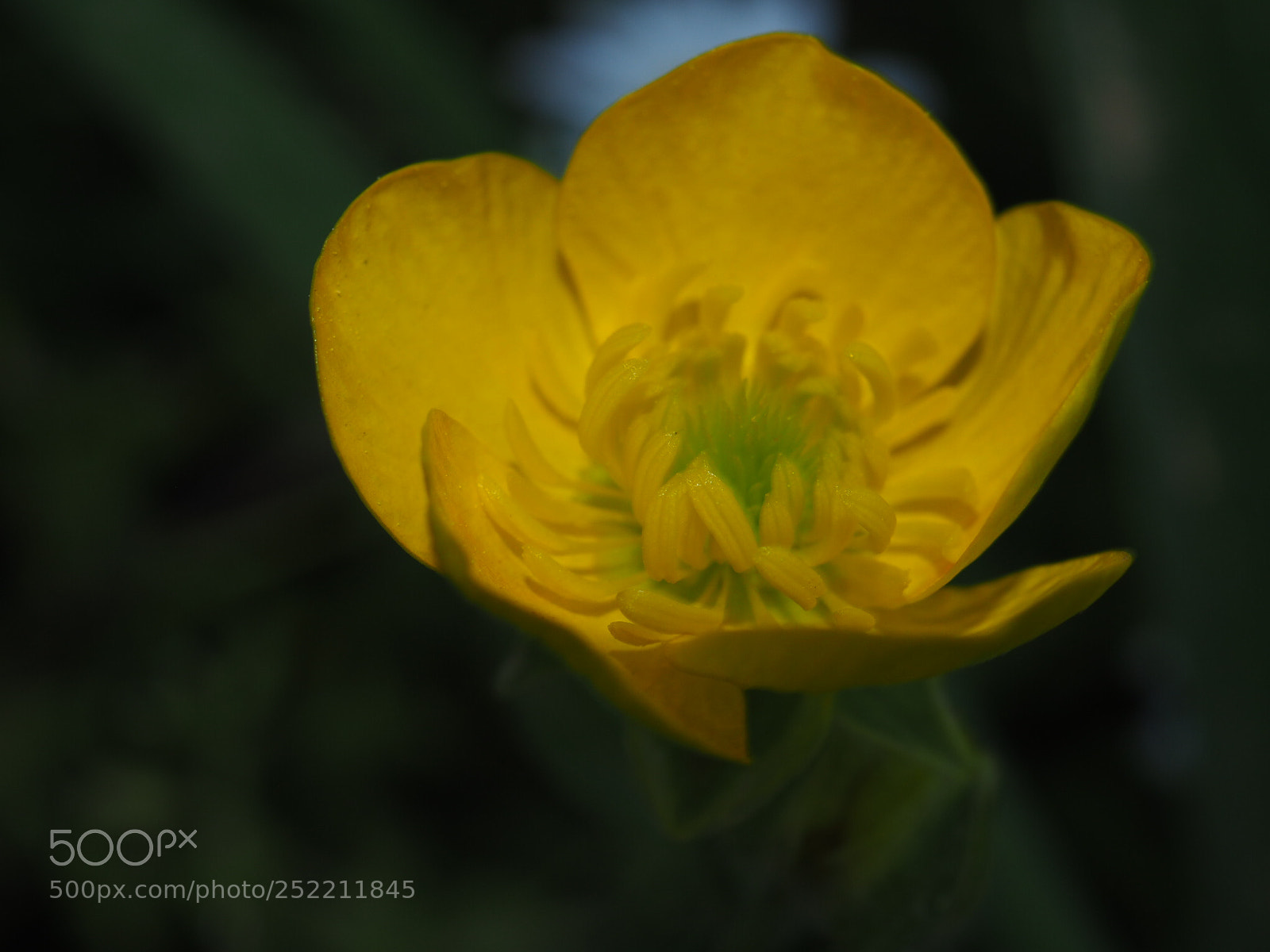 Olympus OM-D E-M10 II sample photo. Yellow wildflower. photography