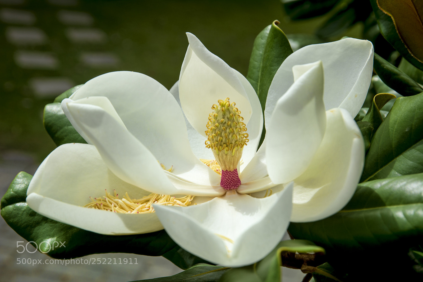 Nikon D7100 sample photo. Magnolia flower photography