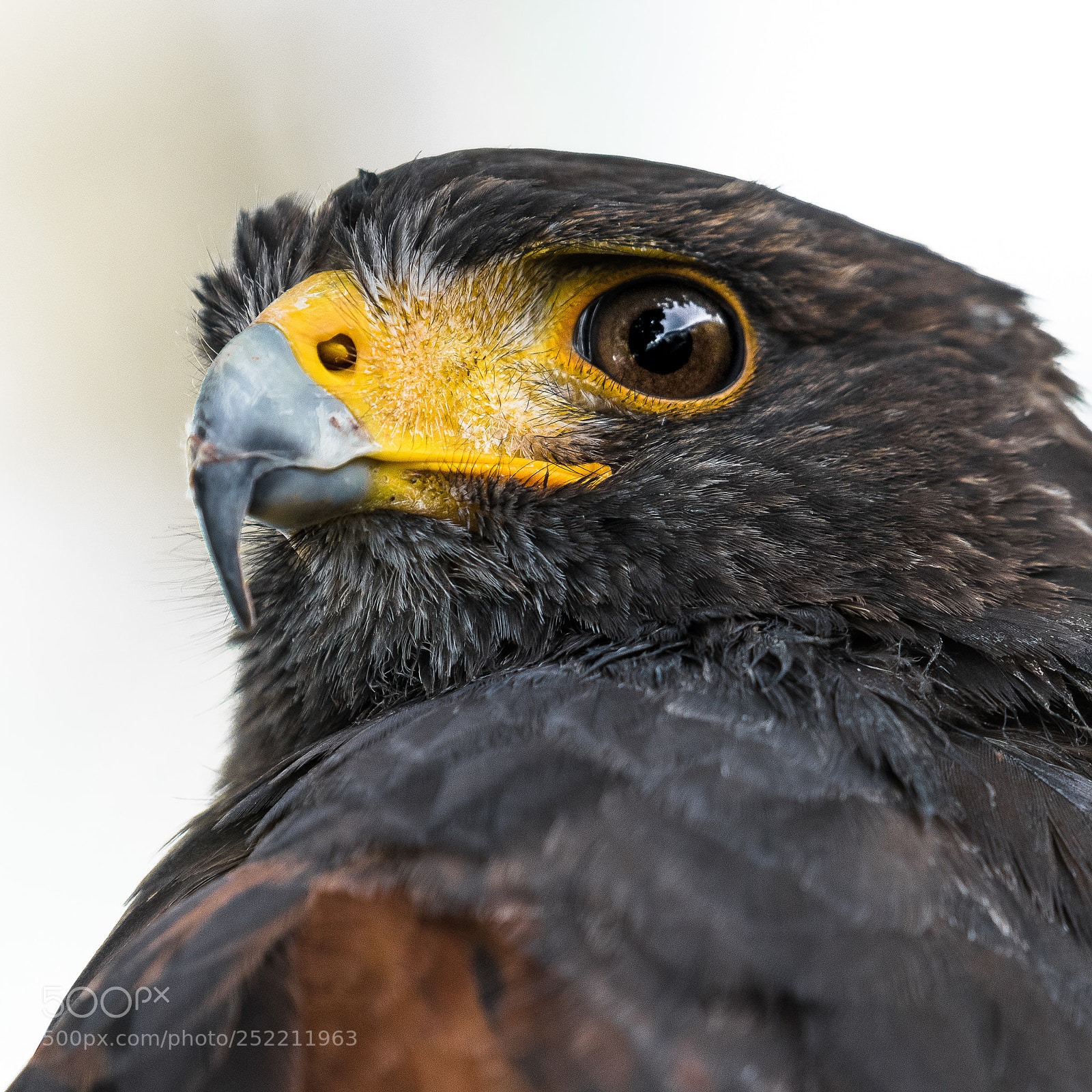 Nikon D810 sample photo. Wüstenbussard photography