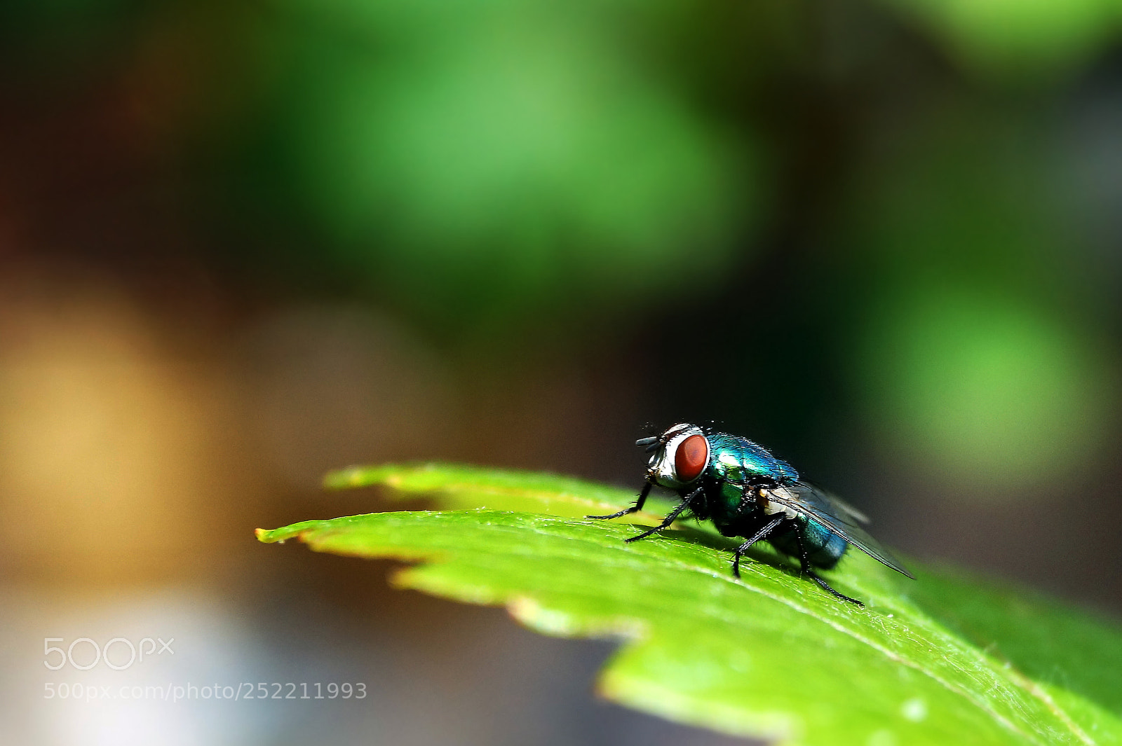Sony SLT-A58 sample photo. Housefly photography
