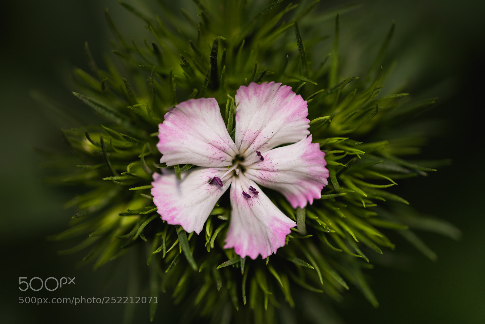Sony a7R III sample photo. My love - floral photography