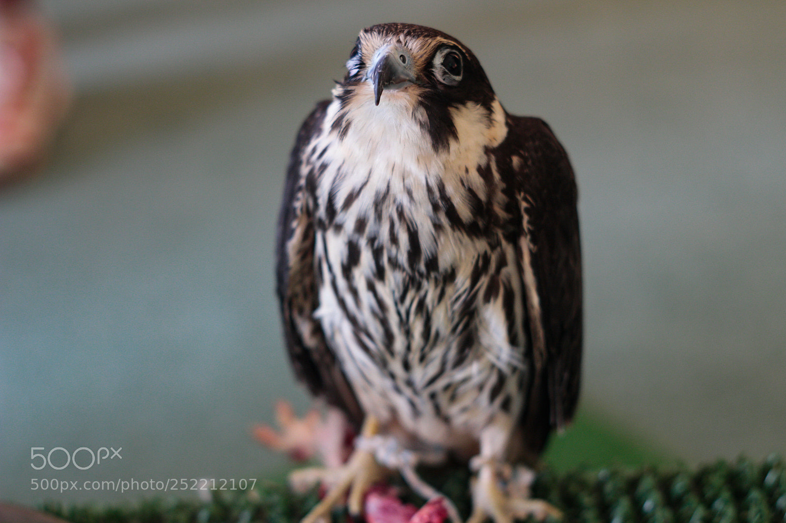 Canon EOS 100D (EOS Rebel SL1 / EOS Kiss X7) sample photo. Teen falcon photography