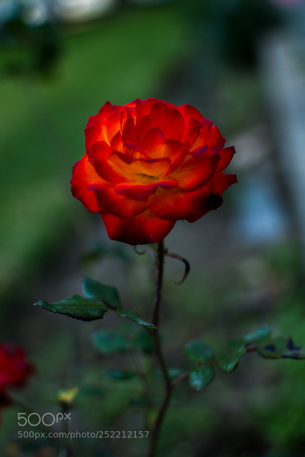 Nikon D3200 sample photo. Resaltar color photography