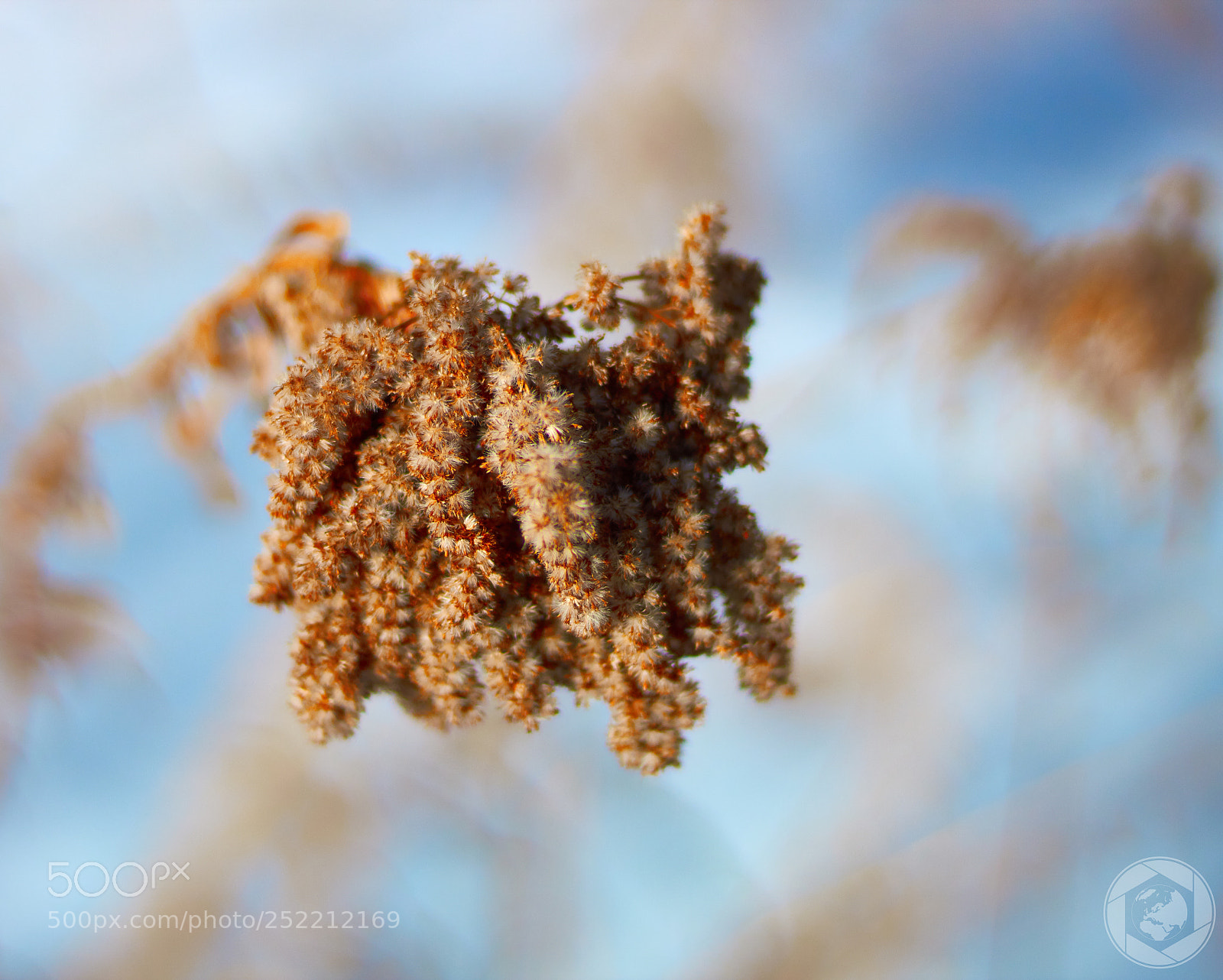 Canon EOS 1300D (EOS Rebel T6 / EOS Kiss X80) sample photo. Spikelets photography