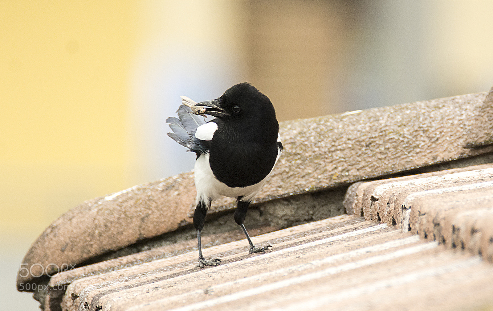 Nikon D7100 sample photo. Magpie & grasshopper photography
