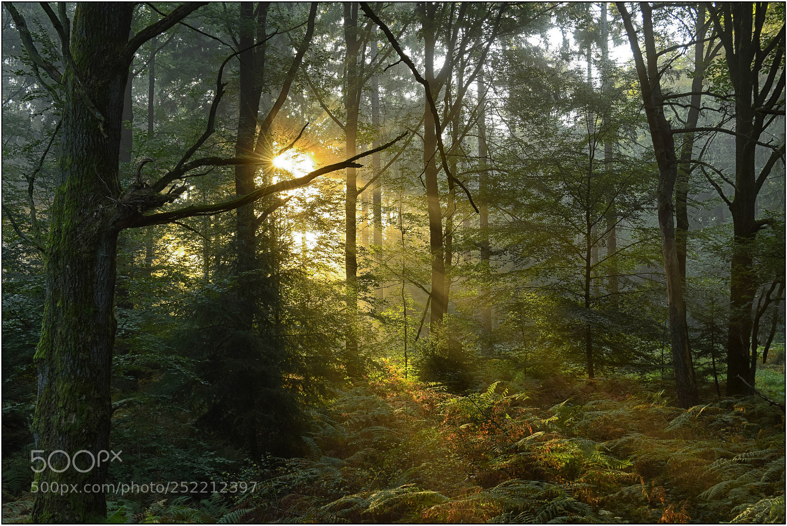 Nikon D3300 sample photo. In the morning light photography