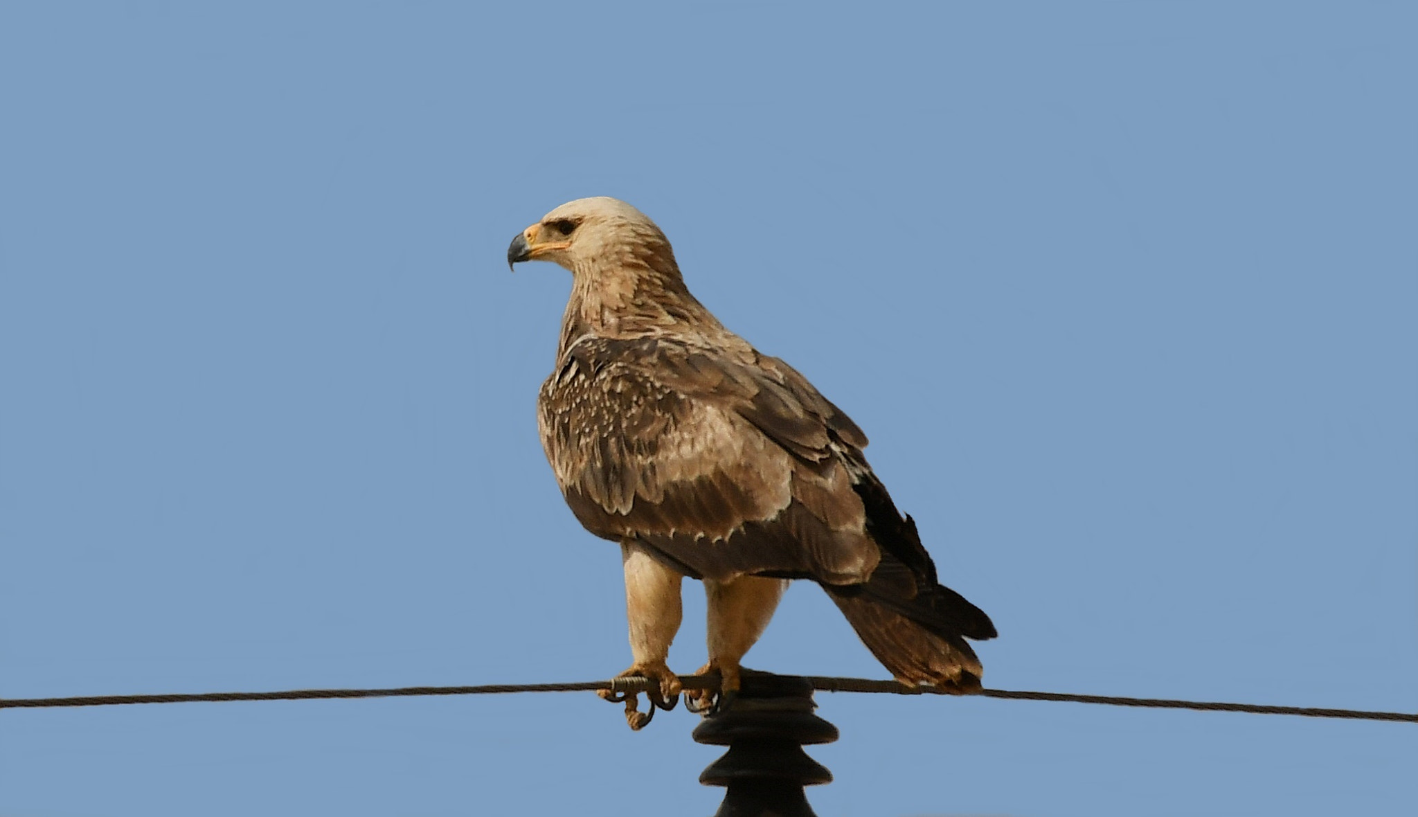 Nikon AF-S Nikkor 200-500mm F5.6E ED VR sample photo. Tawny eagle photography