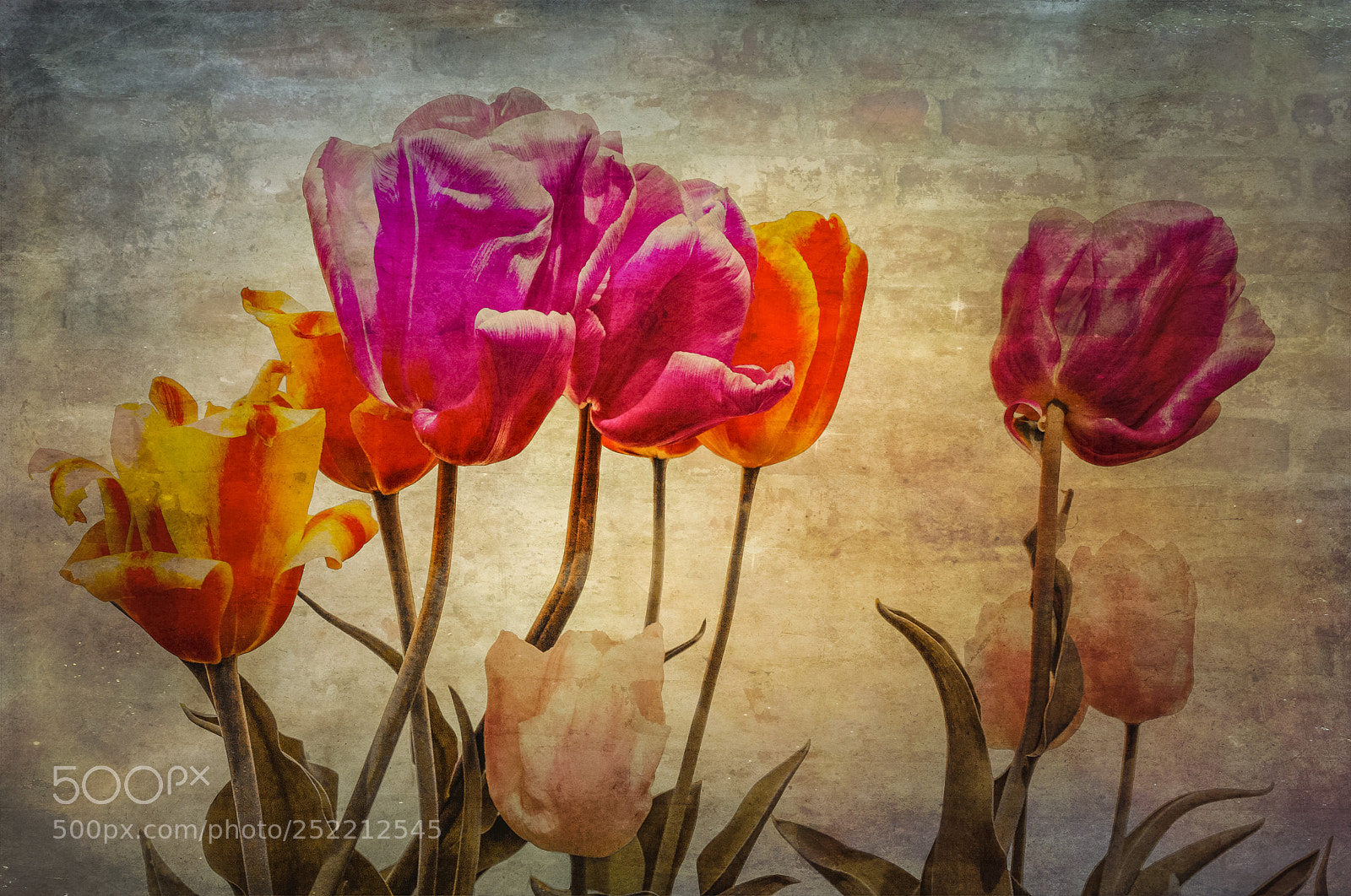 Canon EOS 5D Mark II sample photo. Muurtulpjes photography