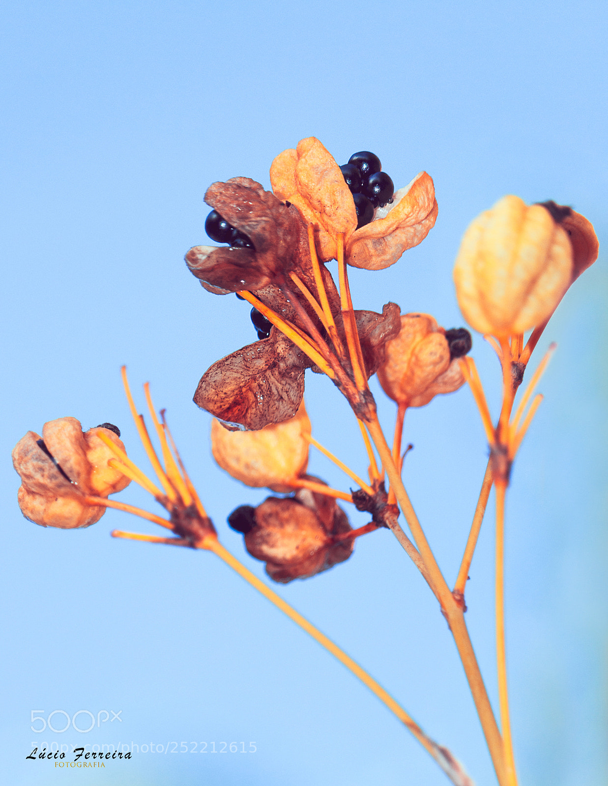 Canon EOS 700D (EOS Rebel T5i / EOS Kiss X7i) sample photo. Fl photography