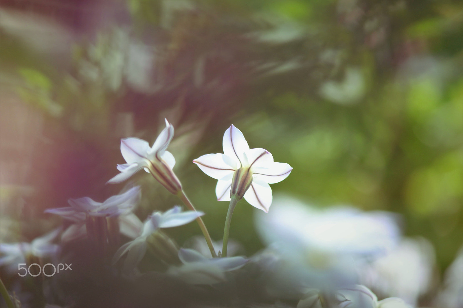 Canon EF-S 55-250mm F4-5.6 IS II sample photo. In the dream photography