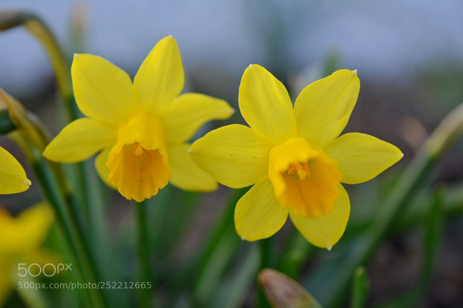 Nikon D5200 sample photo. Daffodils photography