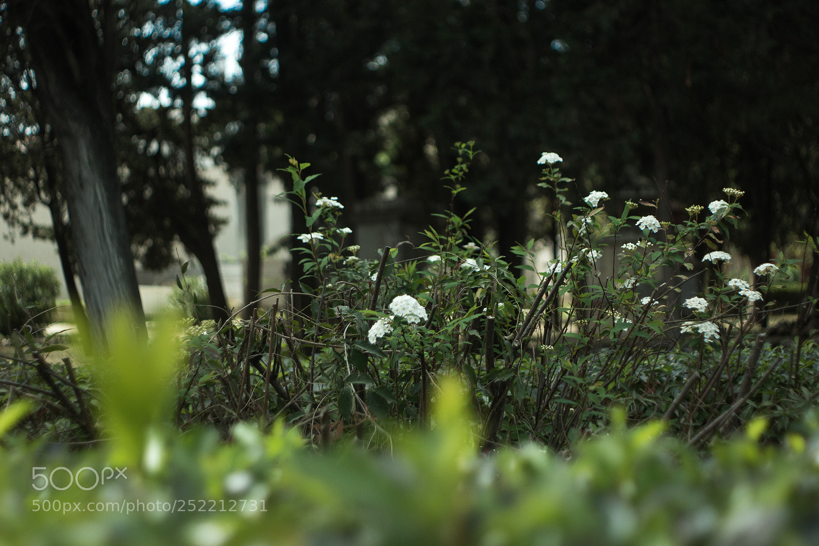 Canon EOS 100D (EOS Rebel SL1 / EOS Kiss X7) sample photo. White flowers photography