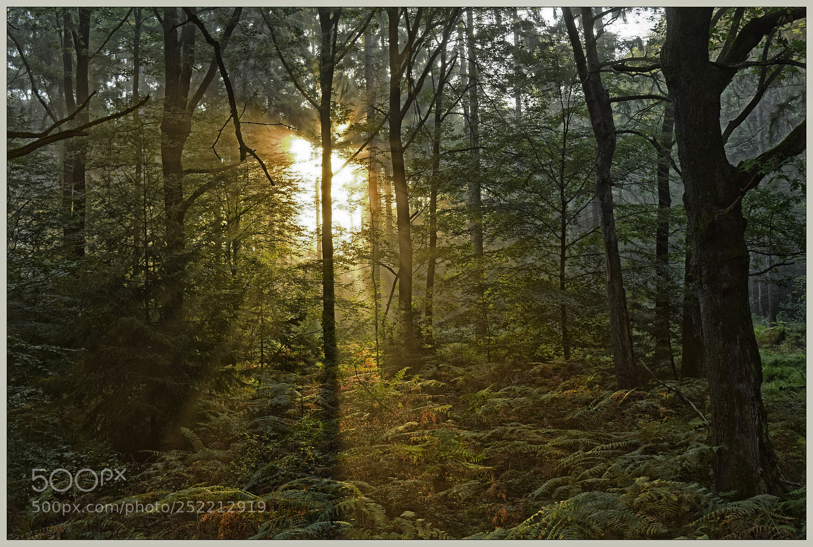 Nikon D3300 sample photo. In the morning light photography