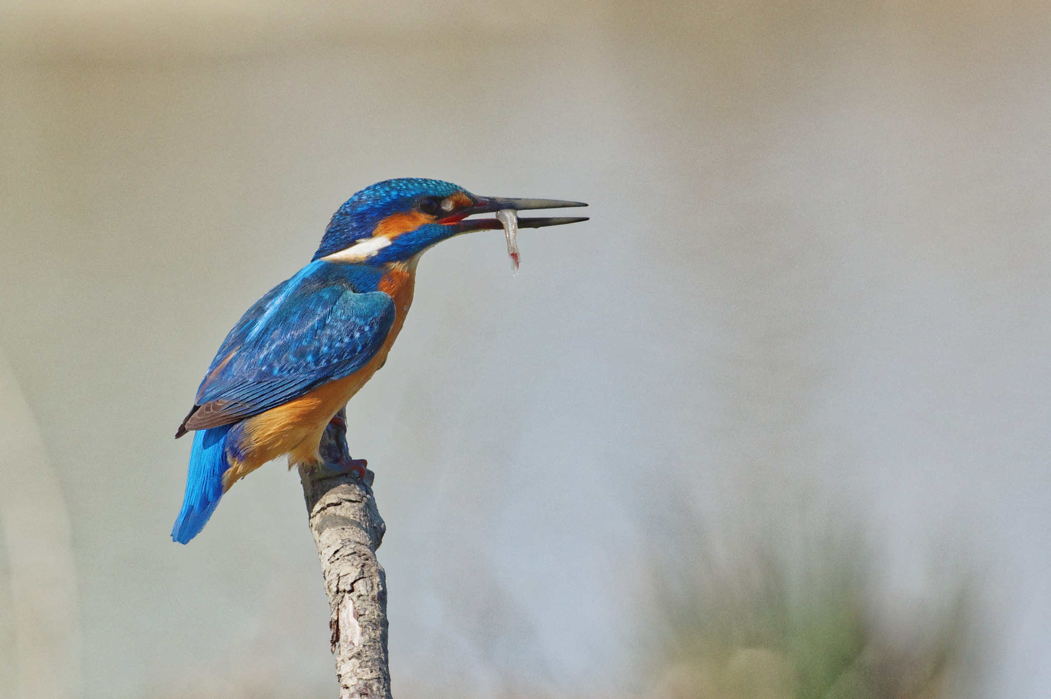 Pentax K-3 sample photo. Kingfisher - martin pescatore photography