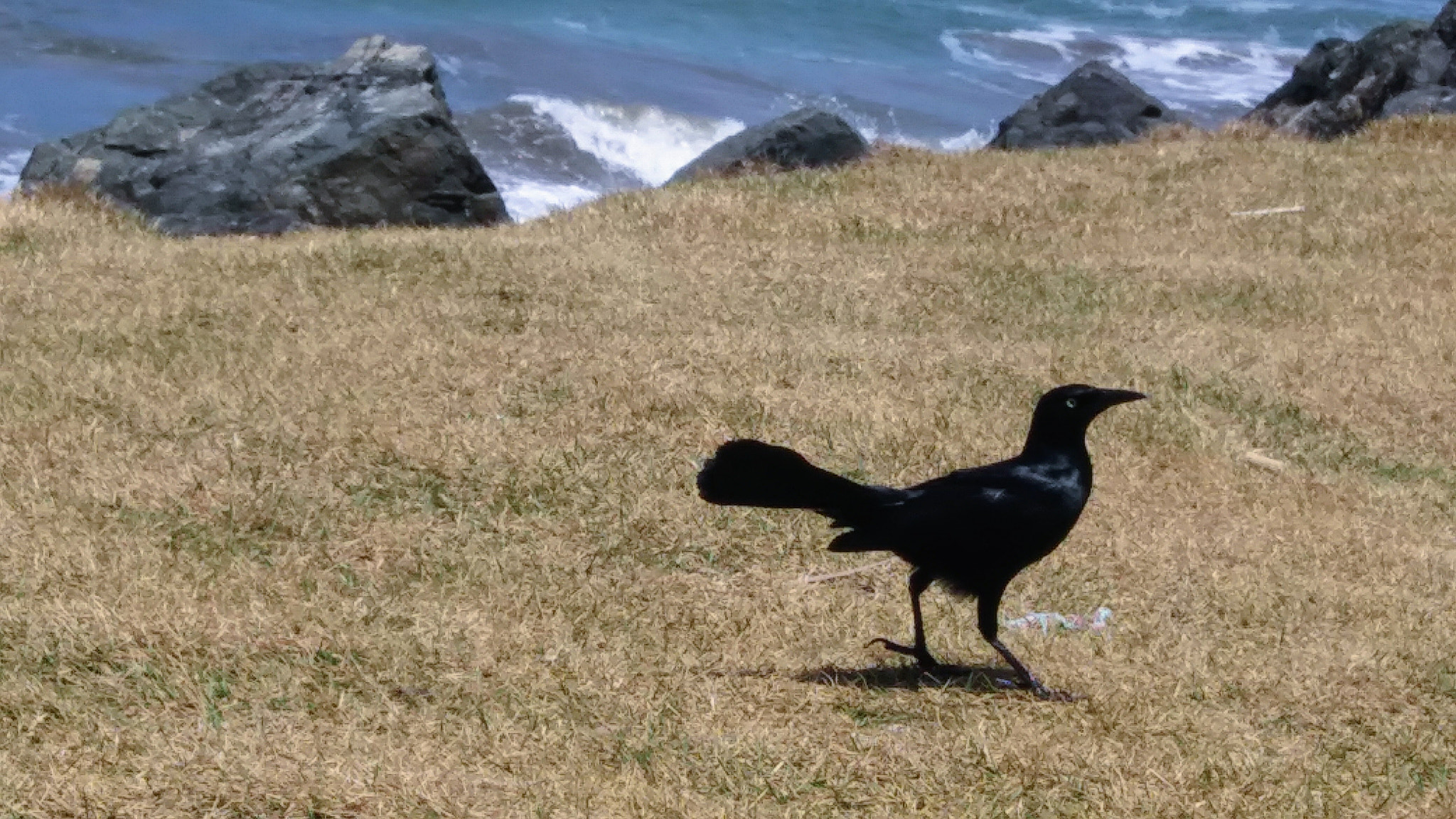 LG K20 PLUS sample photo. Beautiful bird photography