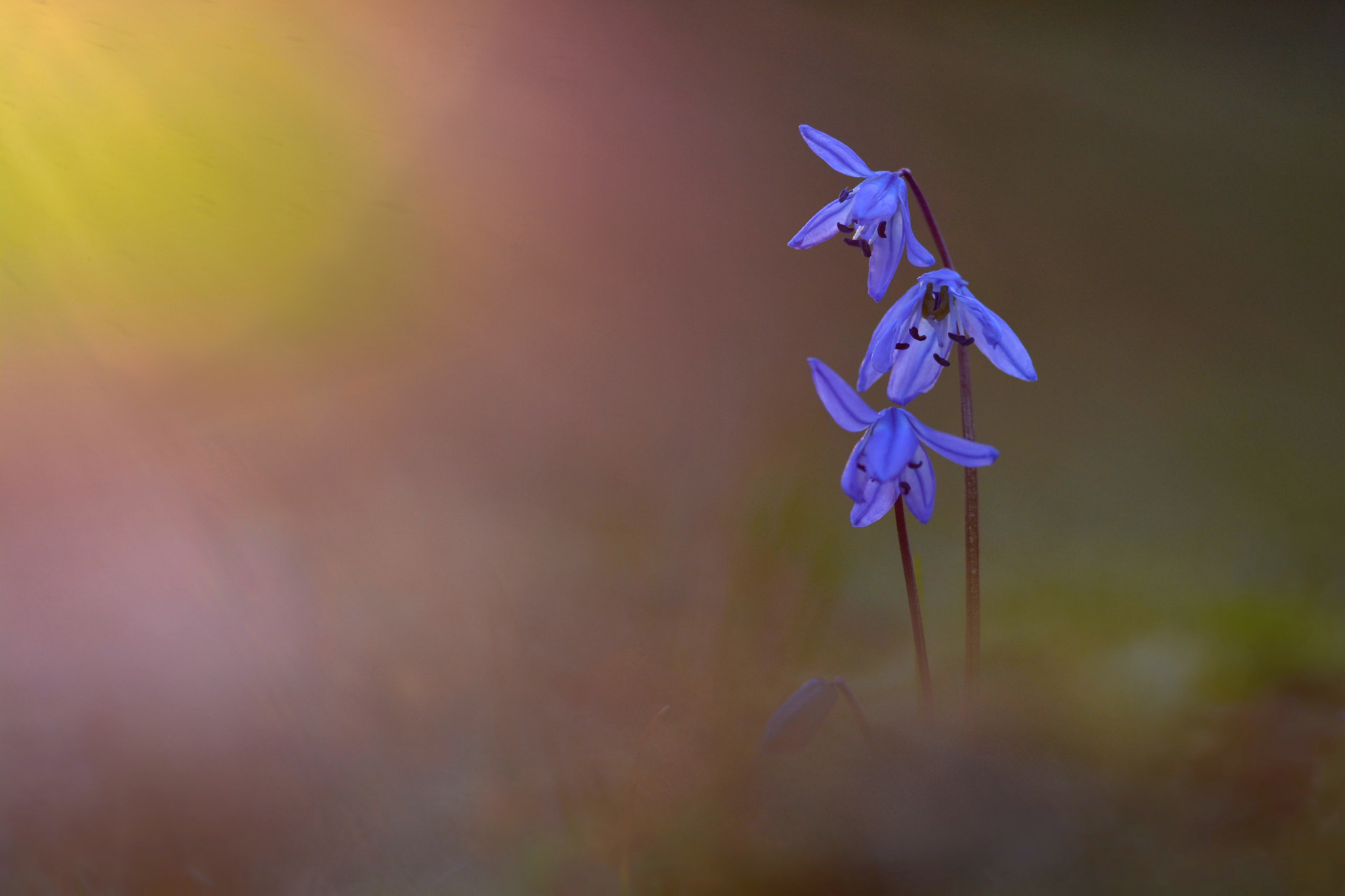 Sigma 105mm F2.8 EX DG Macro sample photo. Early spring queen photography