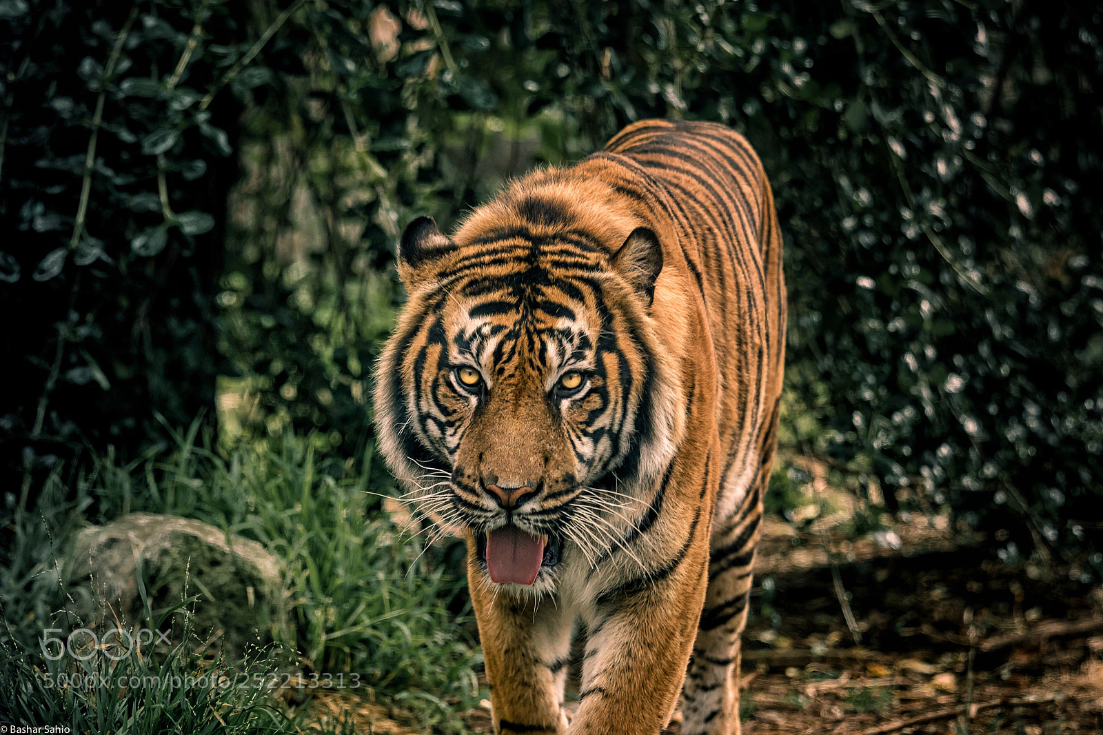 Canon EOS 80D sample photo. Tiger.. woods! photography