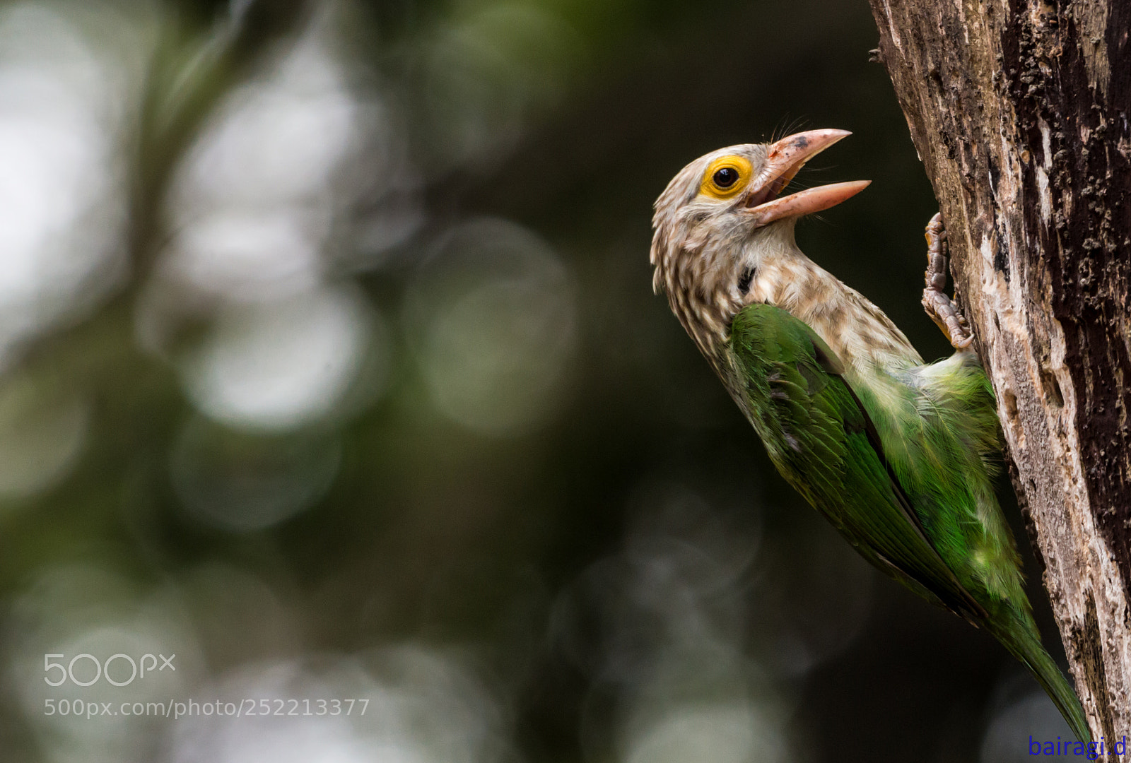 Canon EOS 70D sample photo. Lineated barbet.... photography