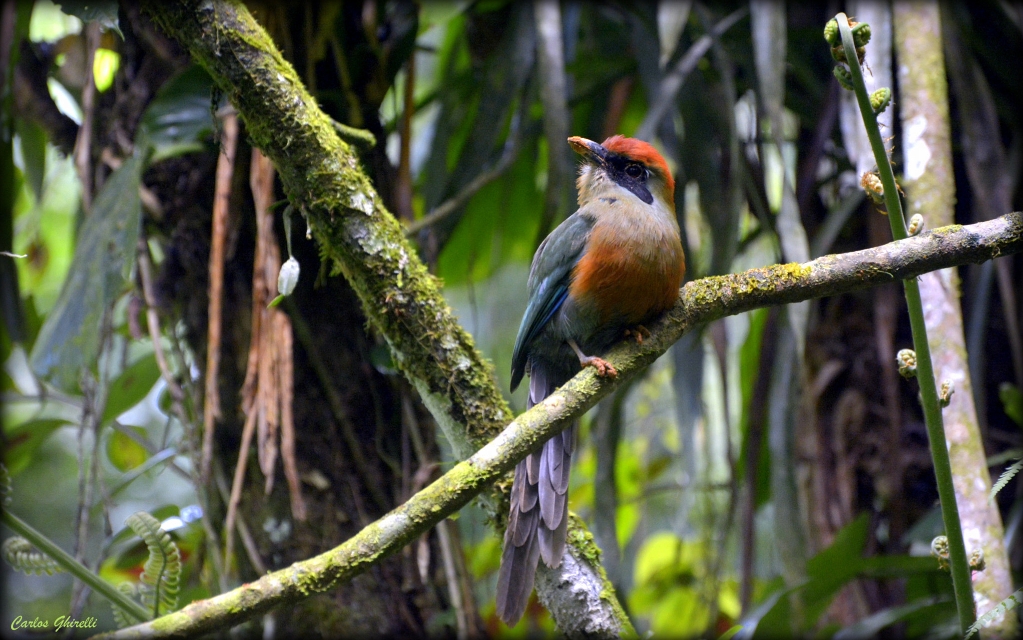 Nikon D5200 sample photo. Juruva. - rufous-capped motmot. in the background the atlantic forest. photography