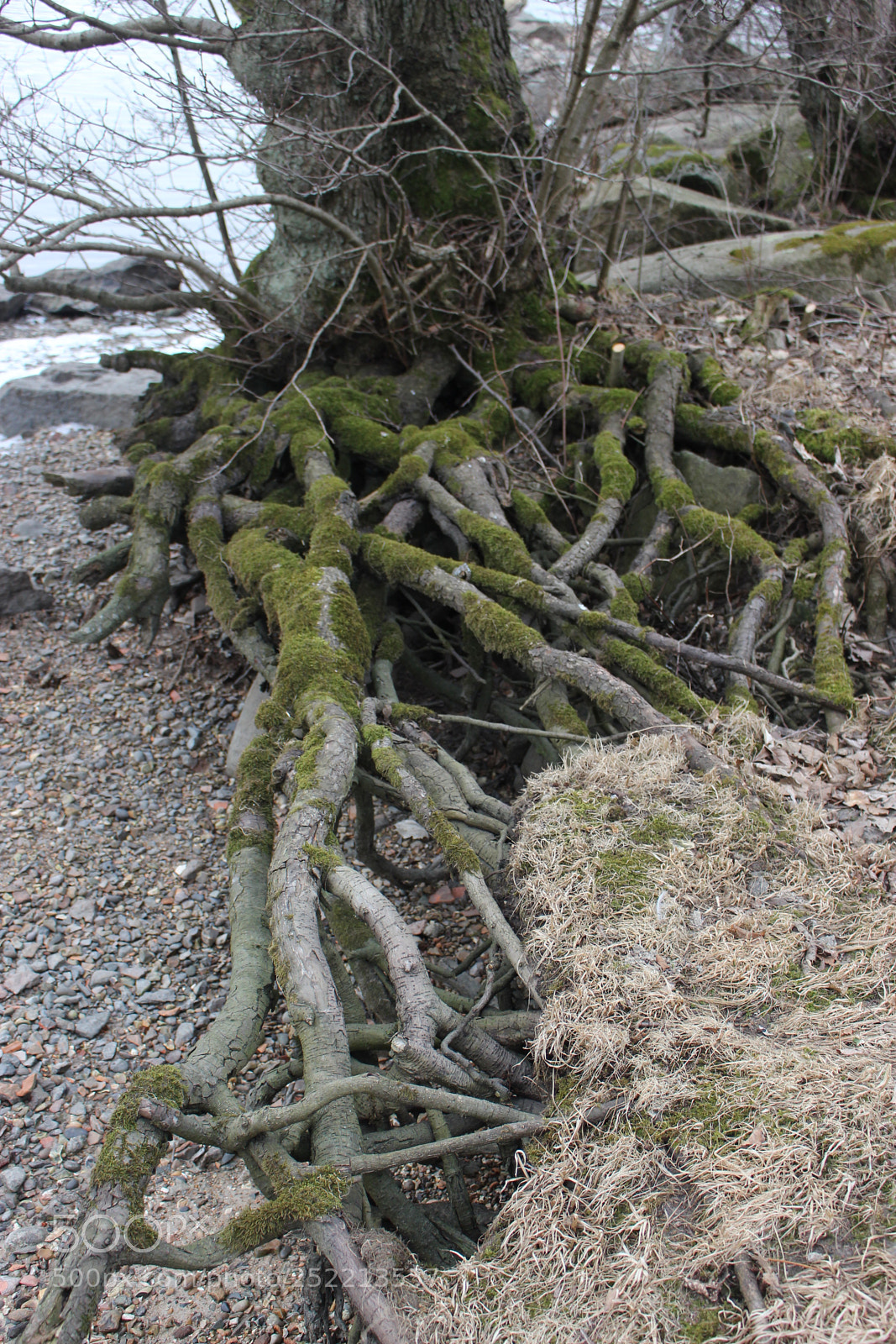 Canon EOS 700D (EOS Rebel T5i / EOS Kiss X7i) sample photo. Strong roots photography