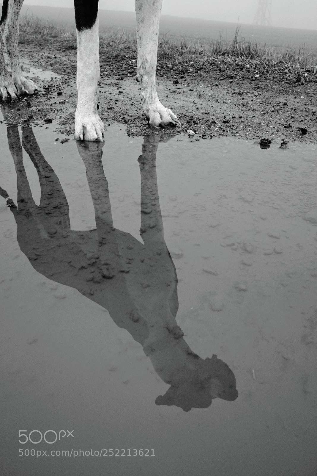 Fujifilm X70 sample photo. Untitled photography