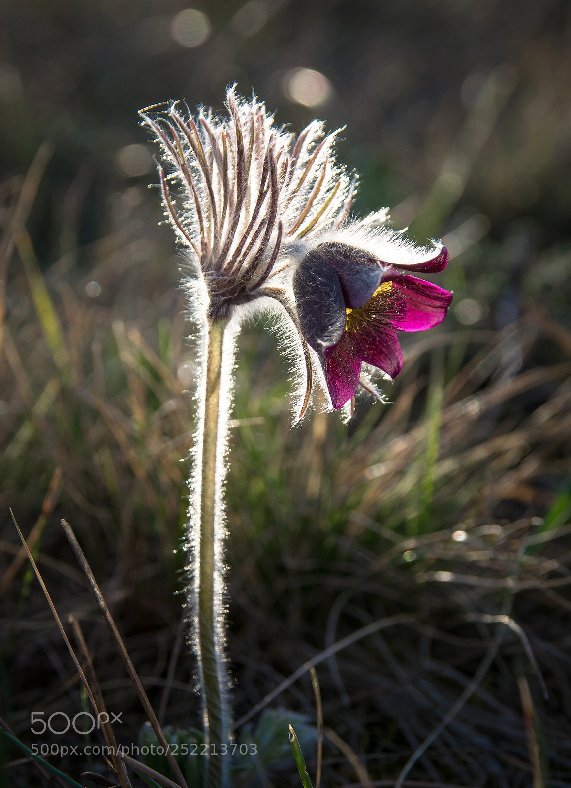 Nikon D7100 sample photo. Pulsatilla nigricans photography