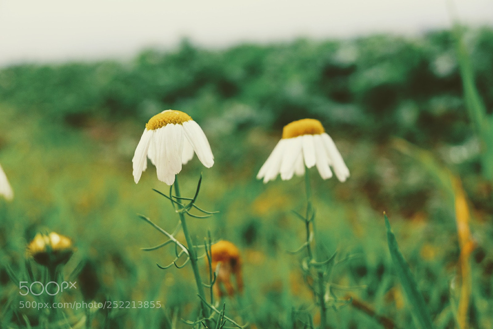 Fujifilm X70 sample photo. Untitled photography