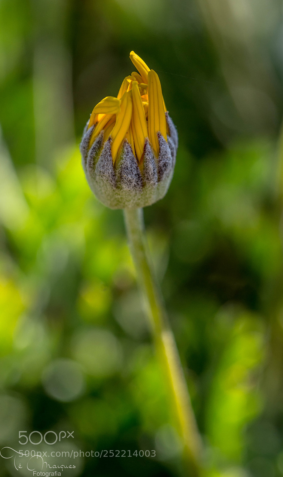 Nikon D7200 sample photo. Blooming photography
