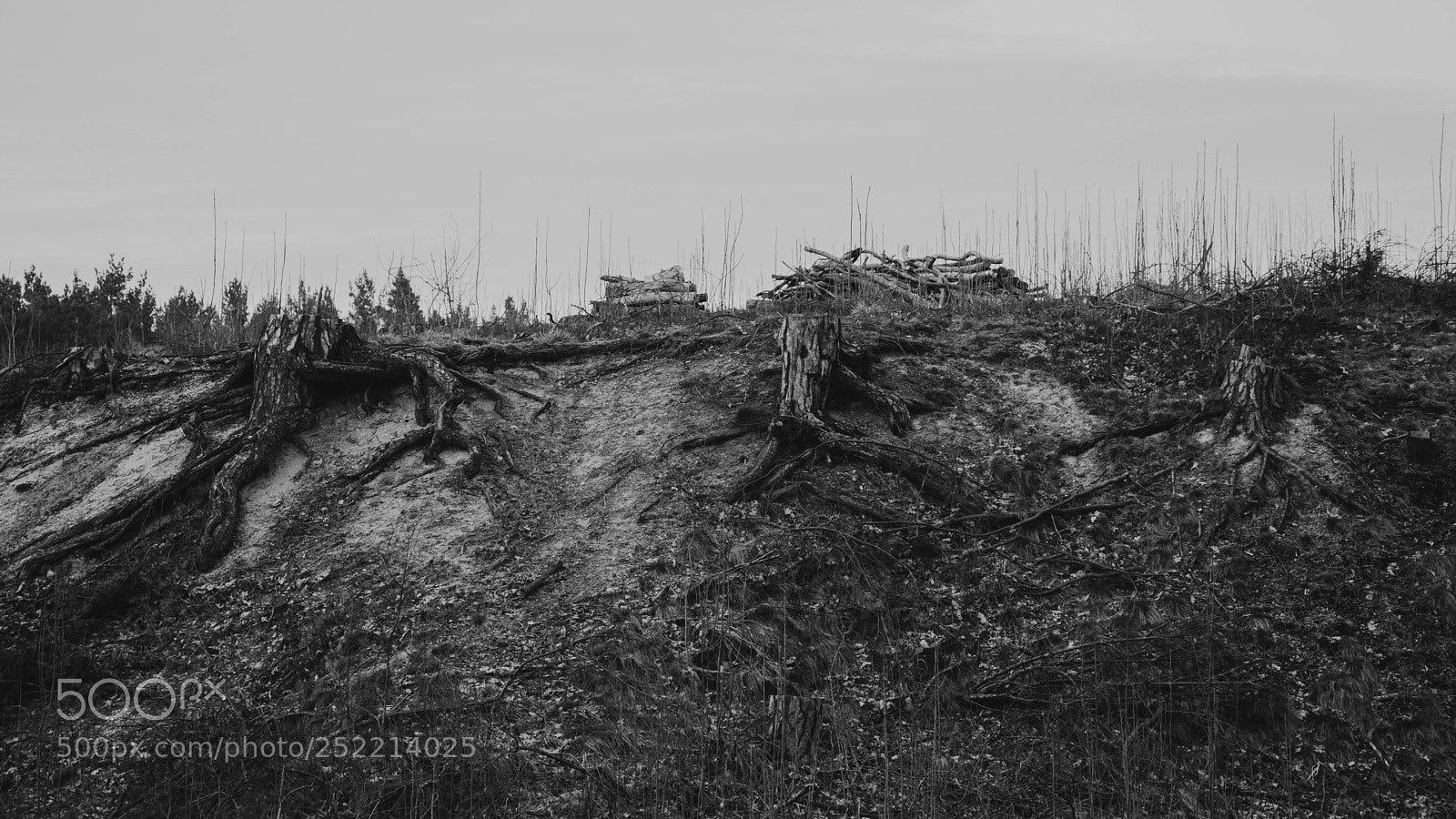 Nikon D3300 sample photo. Roots photography