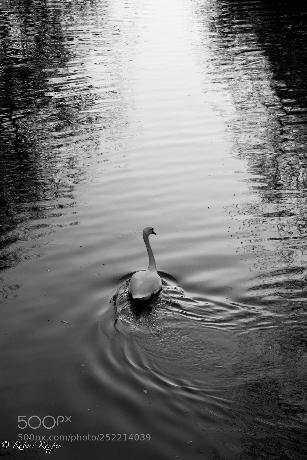 Fujifilm X-Pro1 sample photo. Swan photography