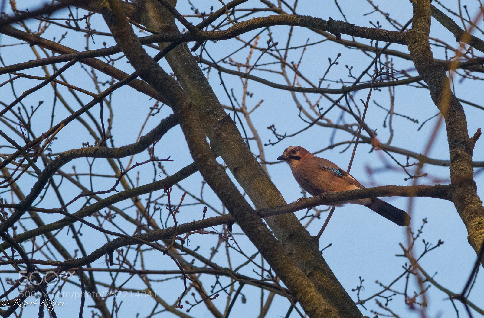 Fujifilm X-Pro1 sample photo. Bird photography