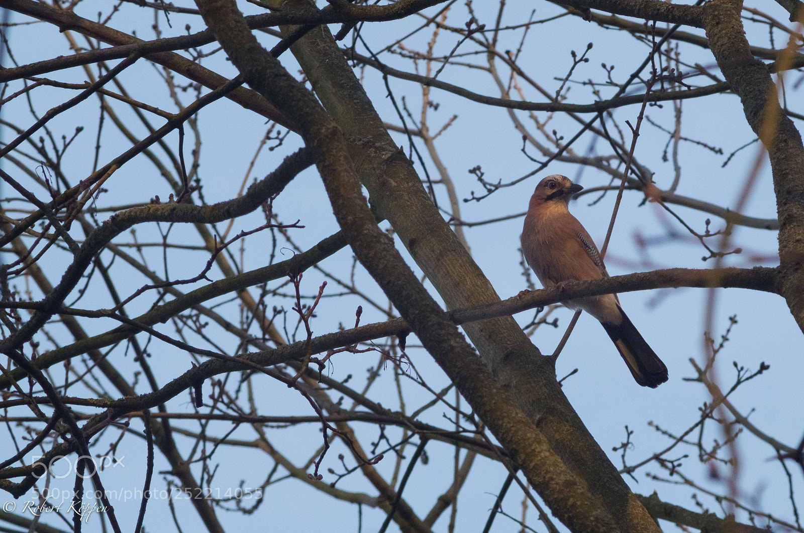 Fujifilm X-Pro1 sample photo. Bird photography