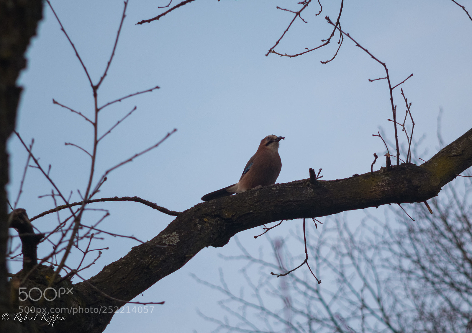 Fujifilm X-Pro1 sample photo. Bird photography