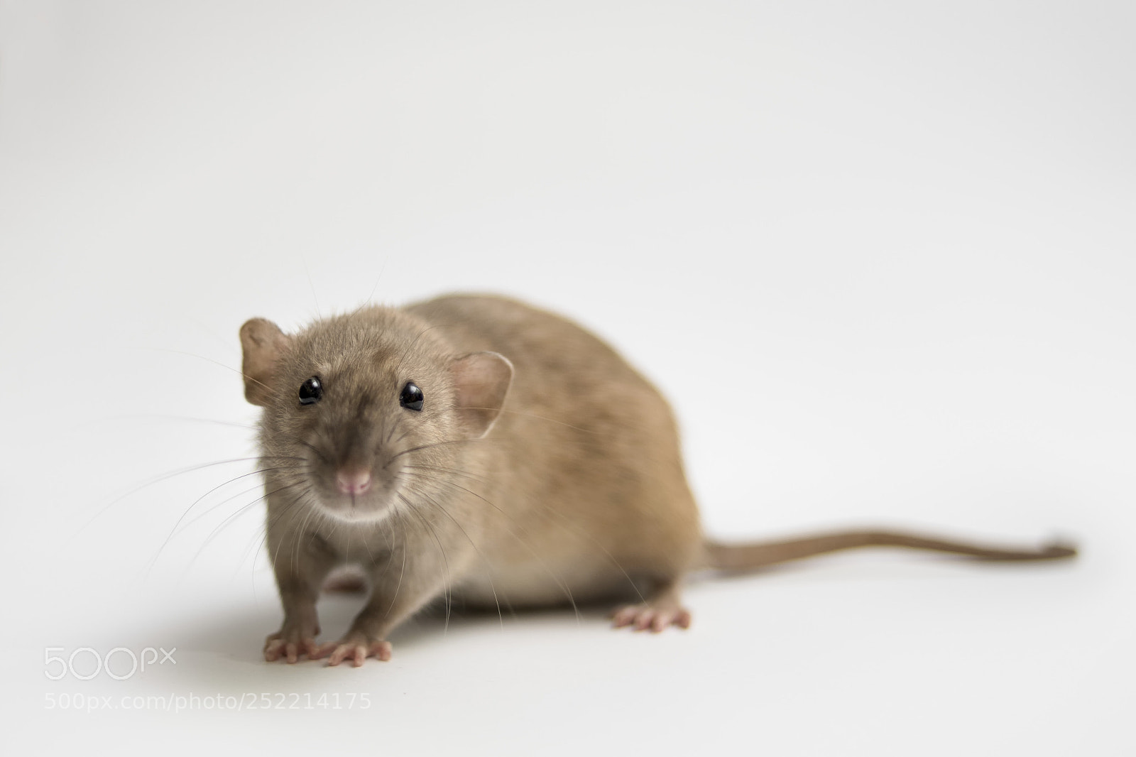 Nikon D500 sample photo. Rat photography