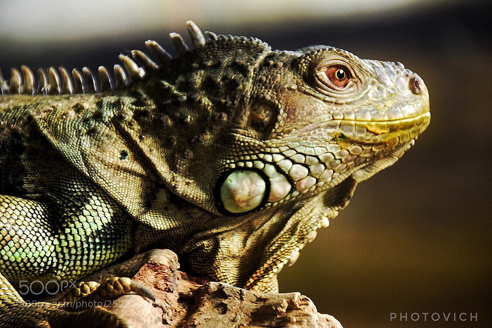 Nikon D5300 sample photo. Iguana photography