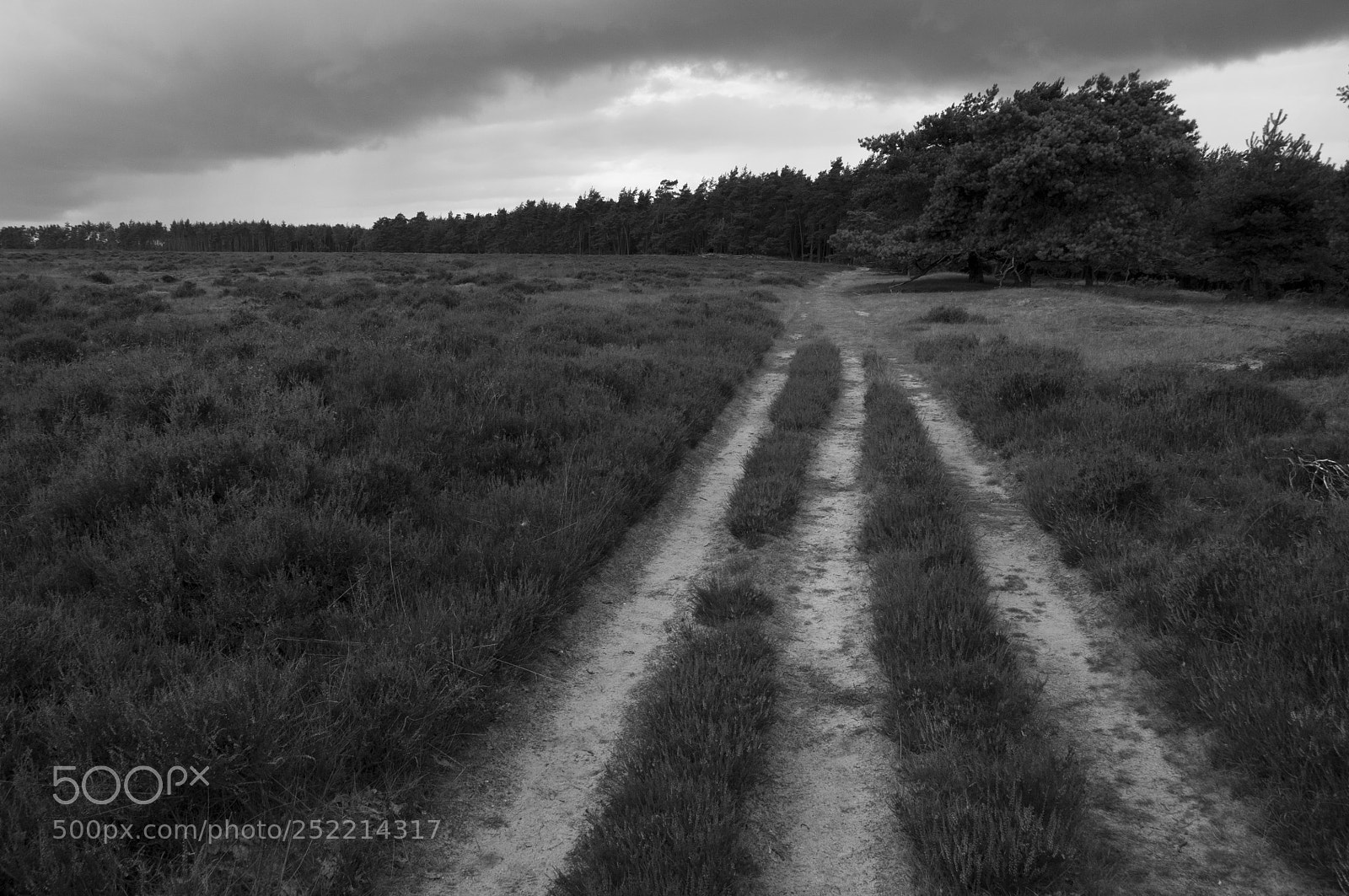 Nikon D90 sample photo. Tracks photography