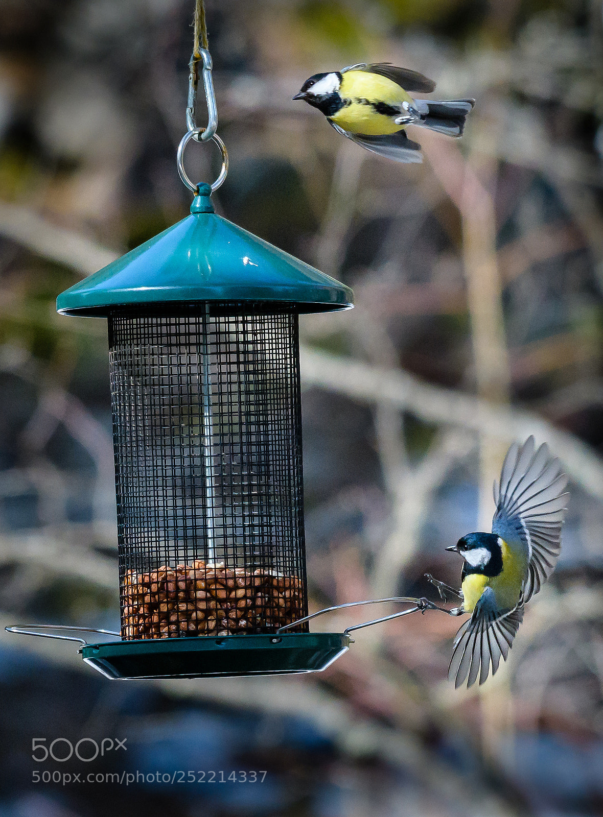 Nikon D500 sample photo. Great tits photography