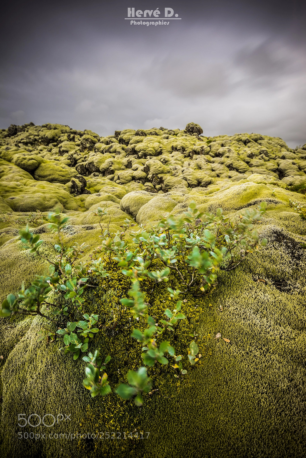 Pentax K-5 sample photo. Green laki photography