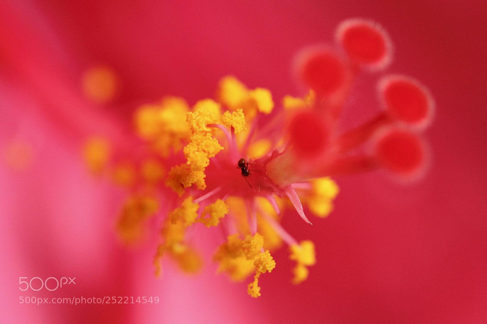Canon EOS 60D sample photo. Macro-photography photography
