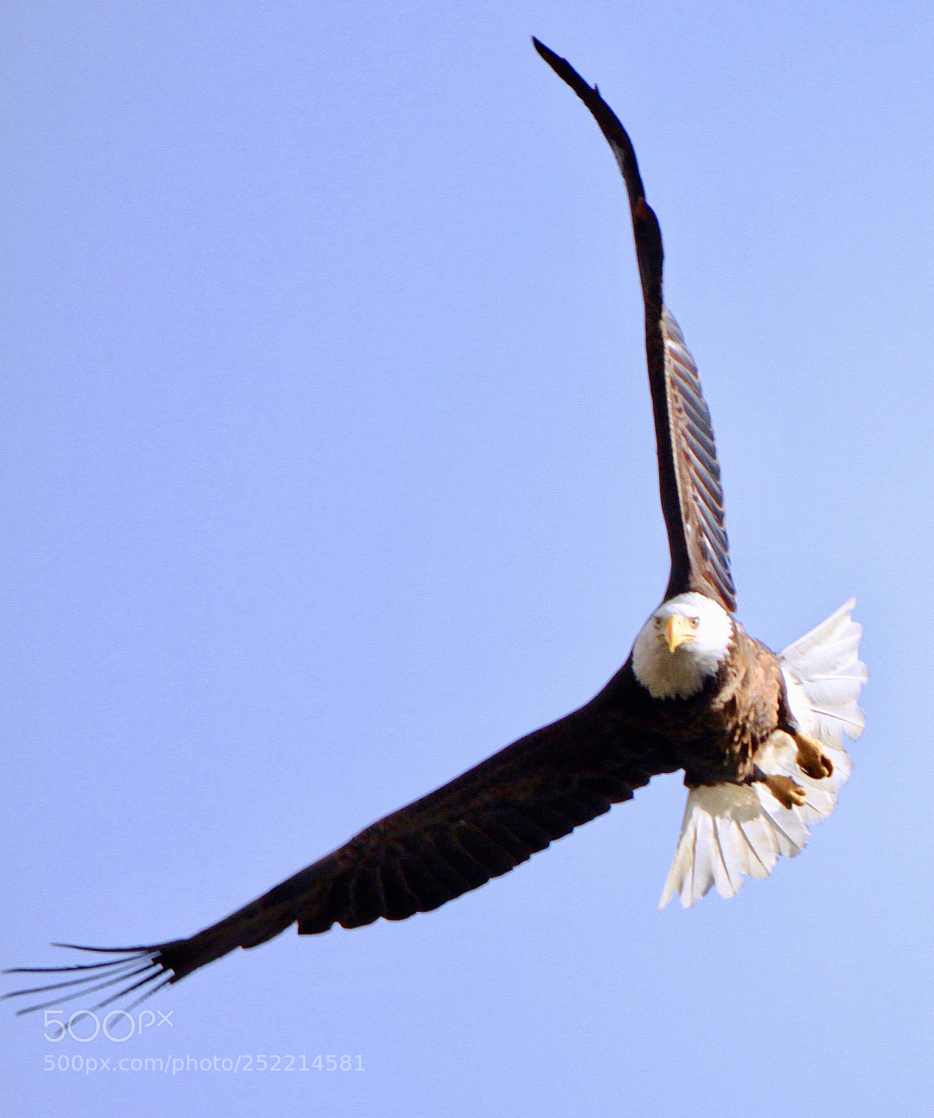Canon EOS 50D sample photo. Bald  eagle photography