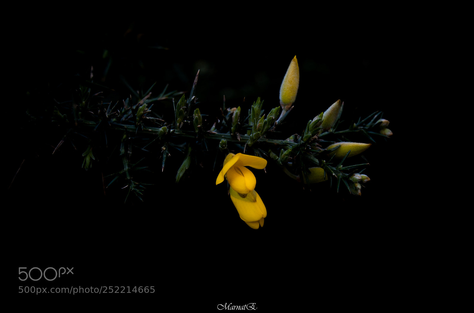 Nikon D50 sample photo. Colore,profumi,forme e ... sensazioni photography
