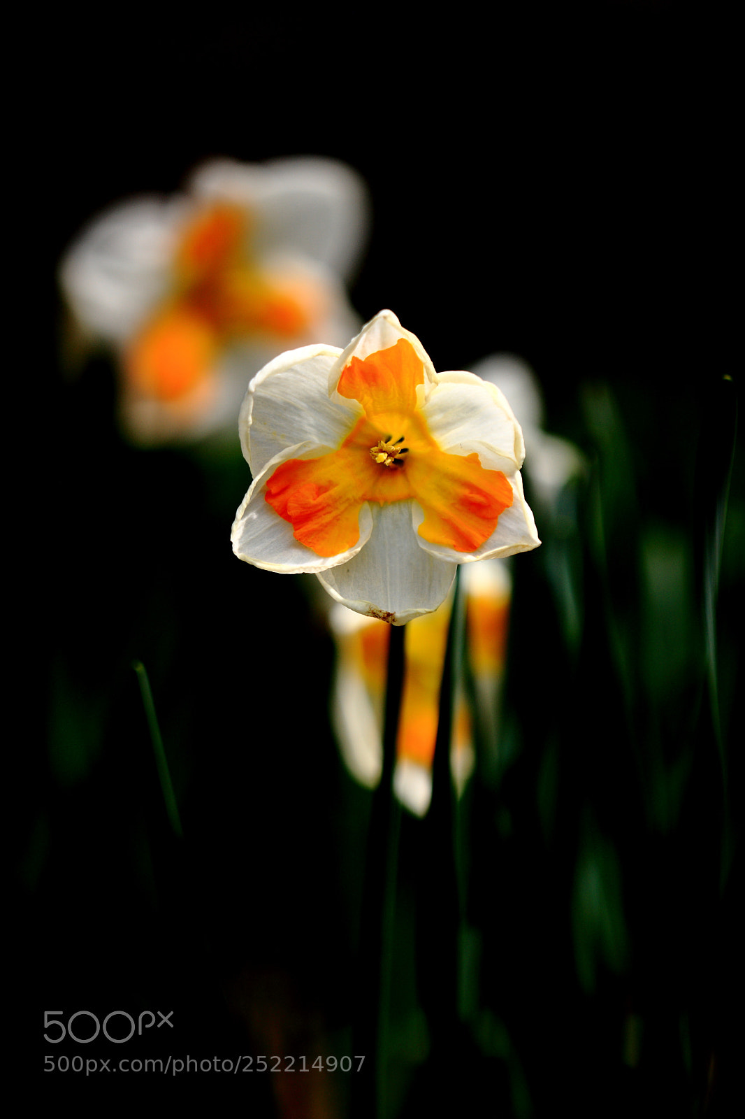 Canon EOS-1Ds Mark III sample photo. Gg photography