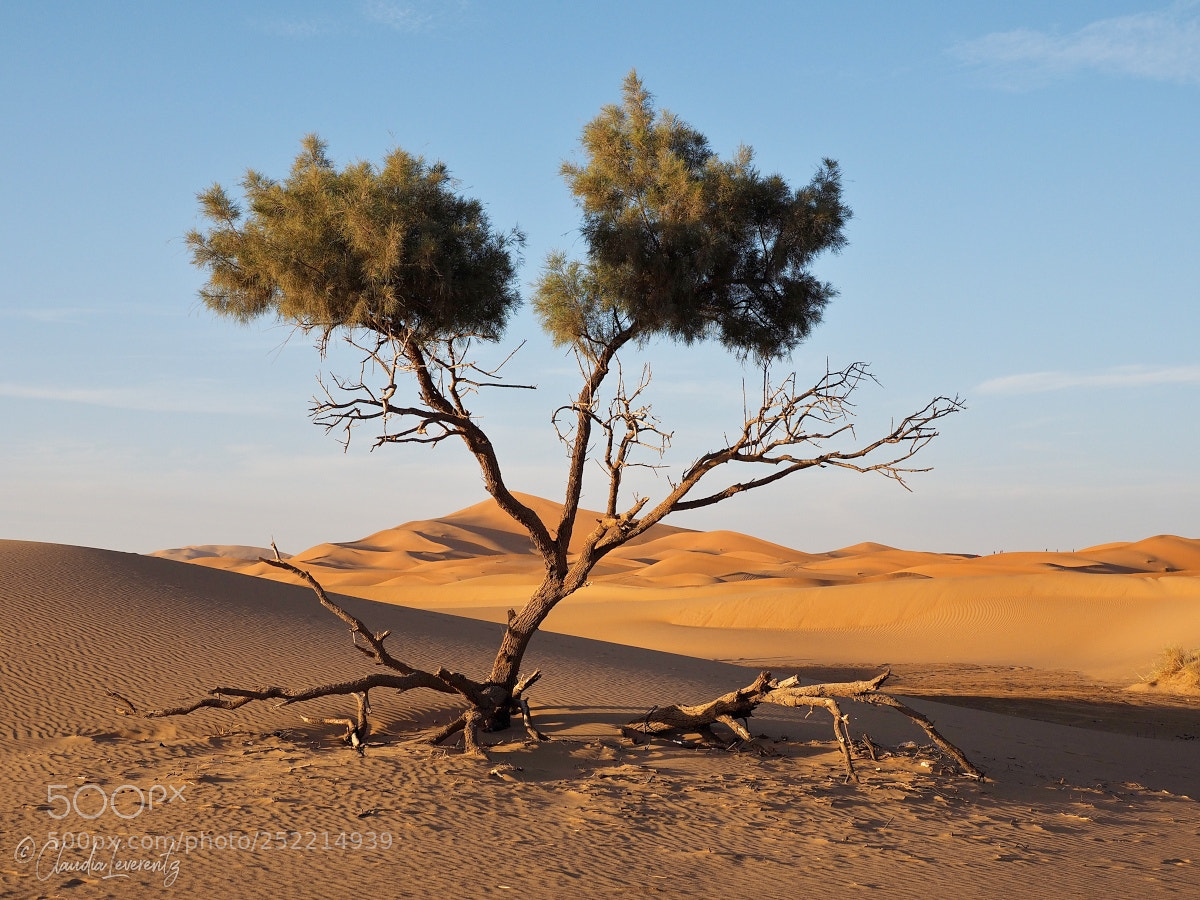 Olympus OM-D E-M1 sample photo. ... lonesome tree ... photography