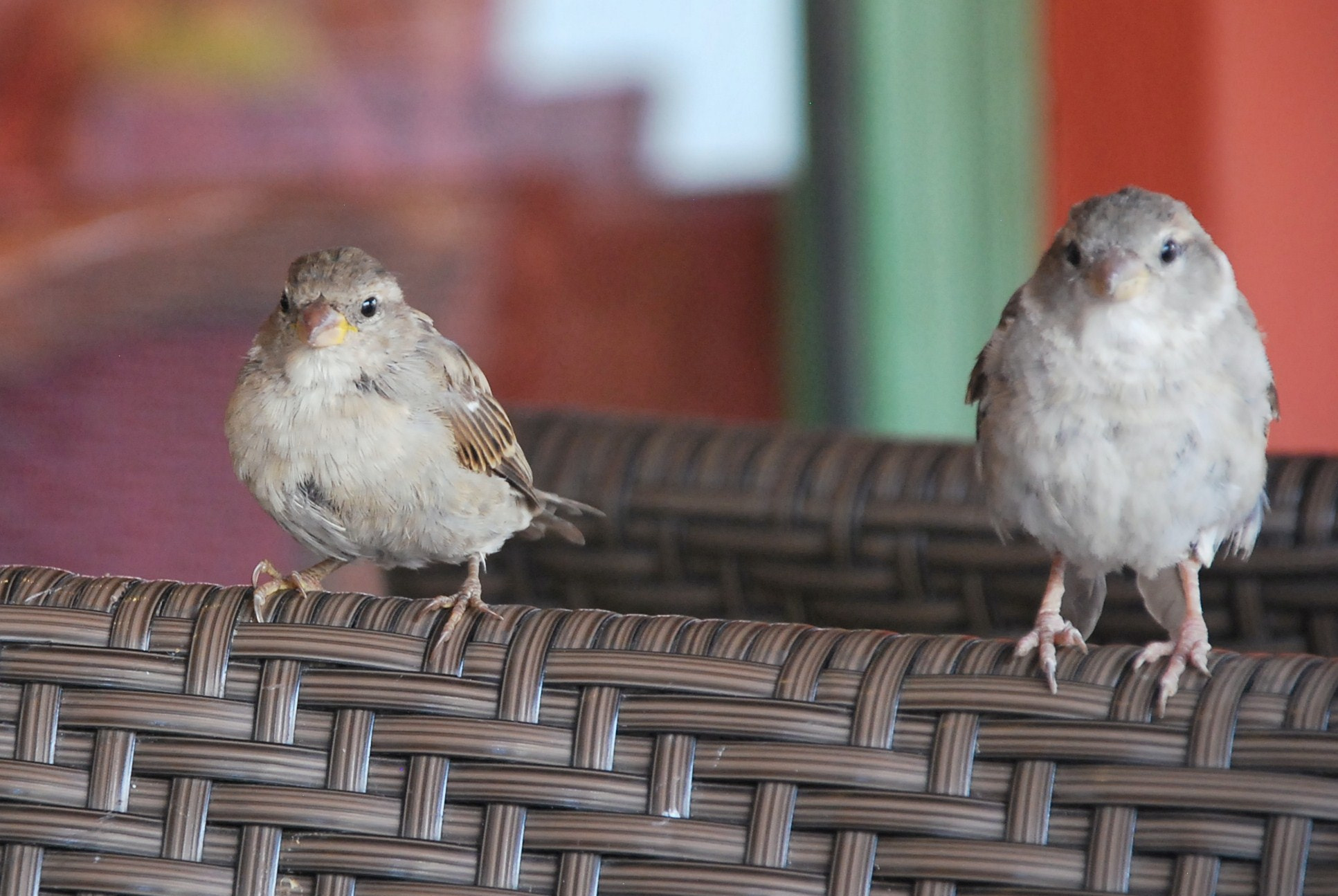 Nikon D60 sample photo. Aceorig photography
