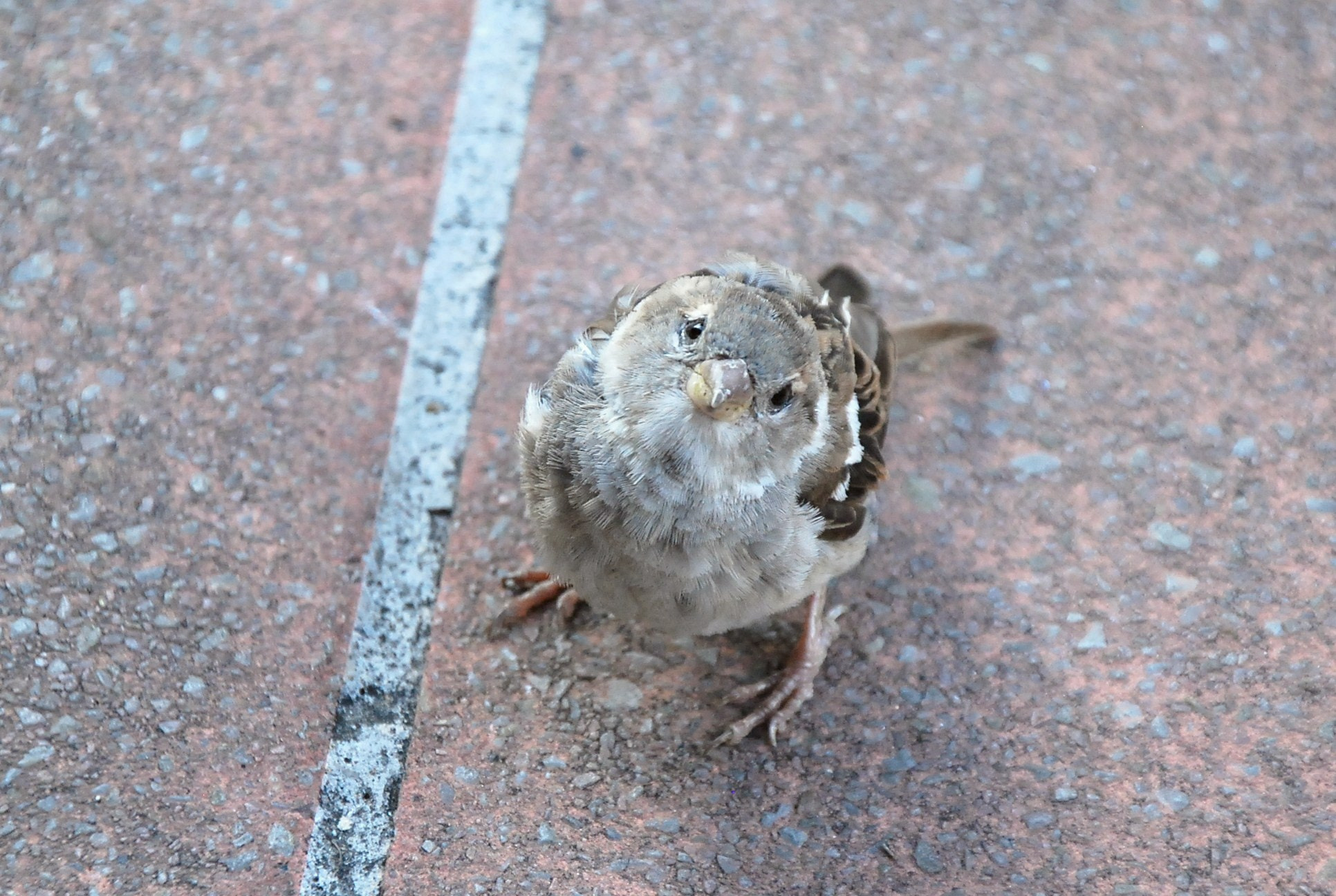 Nikon D60 sample photo. Afeorig photography