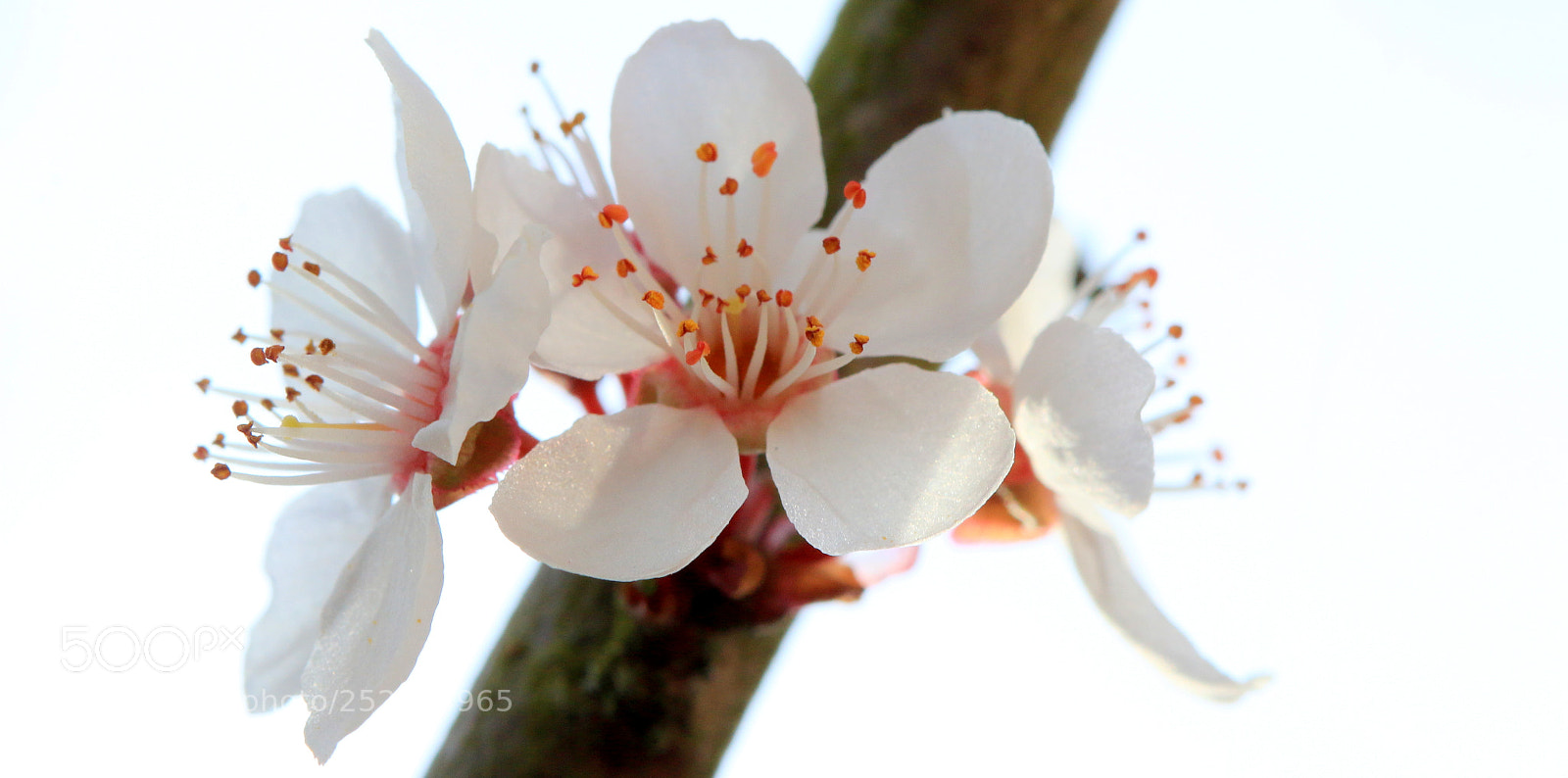 Canon EOS 70D sample photo. Blossom.... photography