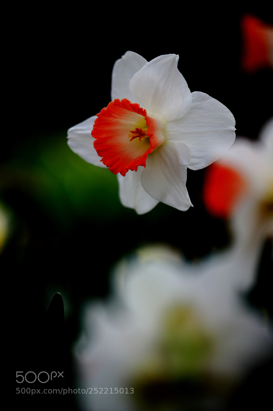 Canon EOS-1Ds Mark III sample photo. Gg photography